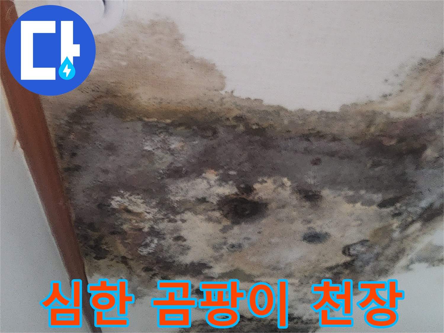 성북구-거실-천장에-발생한-광범위한-곰팡이와-벽지-오염-상태
