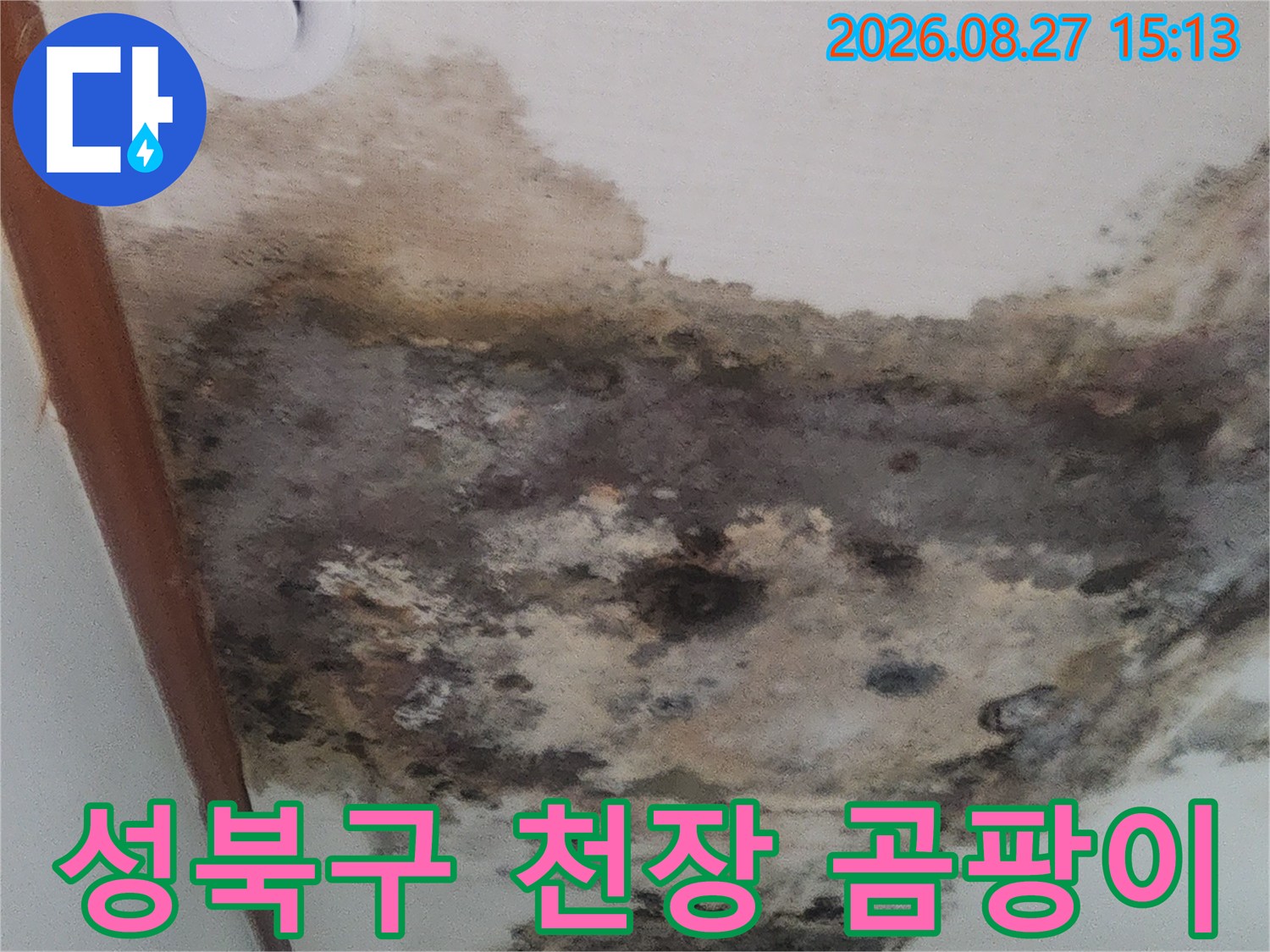 성북구 거실 천장의 심각한 곰팡이와 누수 얼룩 현장