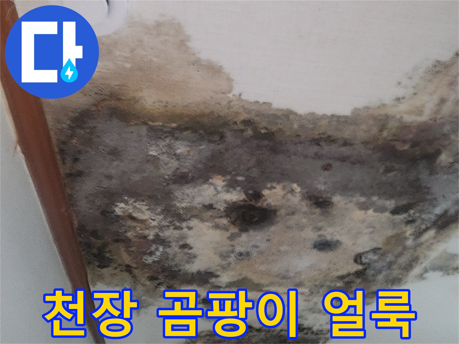 성북구 거실 천장의 심한 곰팡이와 벽지 오염 상태를 보여주는 사진입니다.
