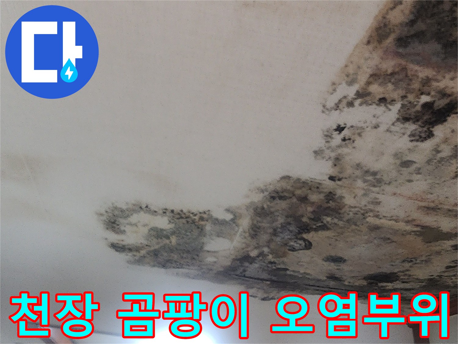 천장 부근-심하게 오염된 벽지와 곰팡이 발생 상태