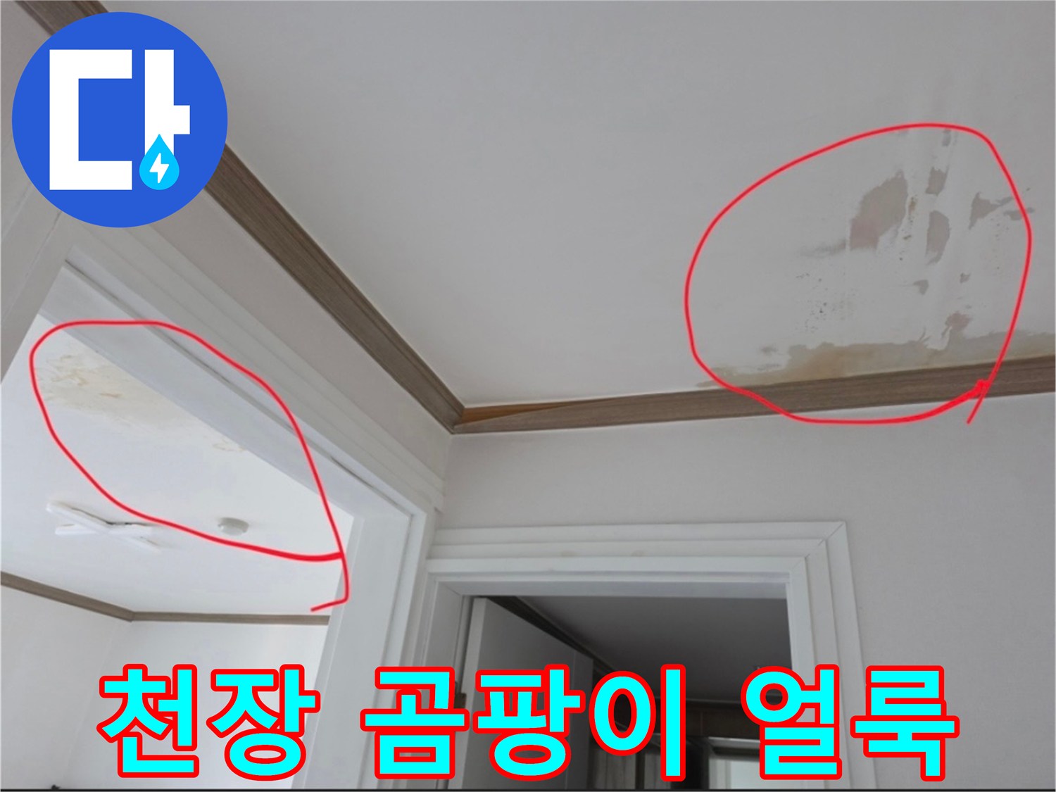 천장 몰딩 근처에 나타난 곰패와 젖은 흔적 사진