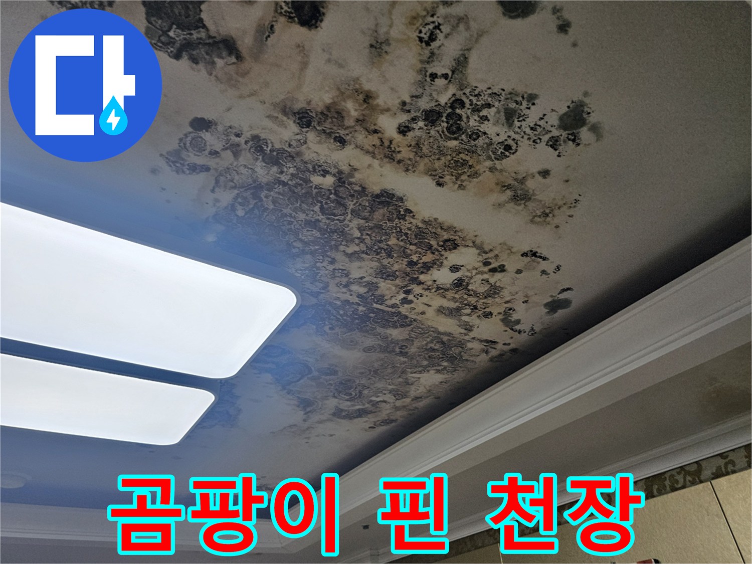 천장 넓은 부위에 발생한 검은색 곰<0xAE>팡이와 물에 젖은 자국