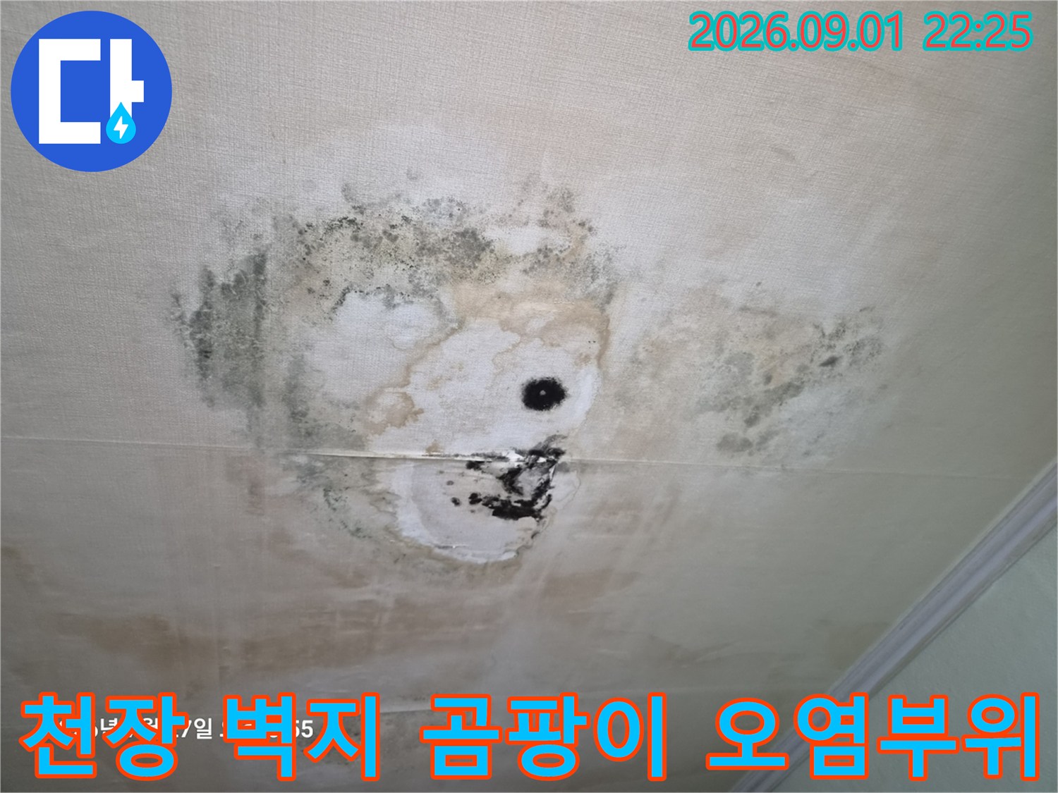 검은색 곰팡이가 번져있는 천장 벽지 상세 사진