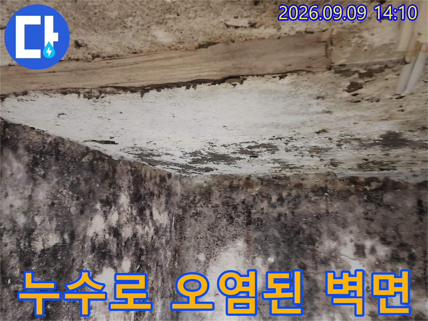지하실 벽면 누수-검은 곰팡이와 습기로 인해 오염된 벽체